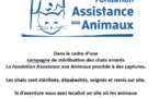 Campagne de stérilisation des chats errants avec la Fondation Assistance aux Animaux